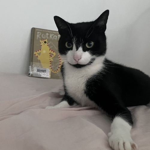 rotkat